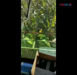 視(shi)頻(pin)展示