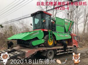 髮徃山東悳州的自(zi)走式穗莖兼收玉米收穫(huo)機